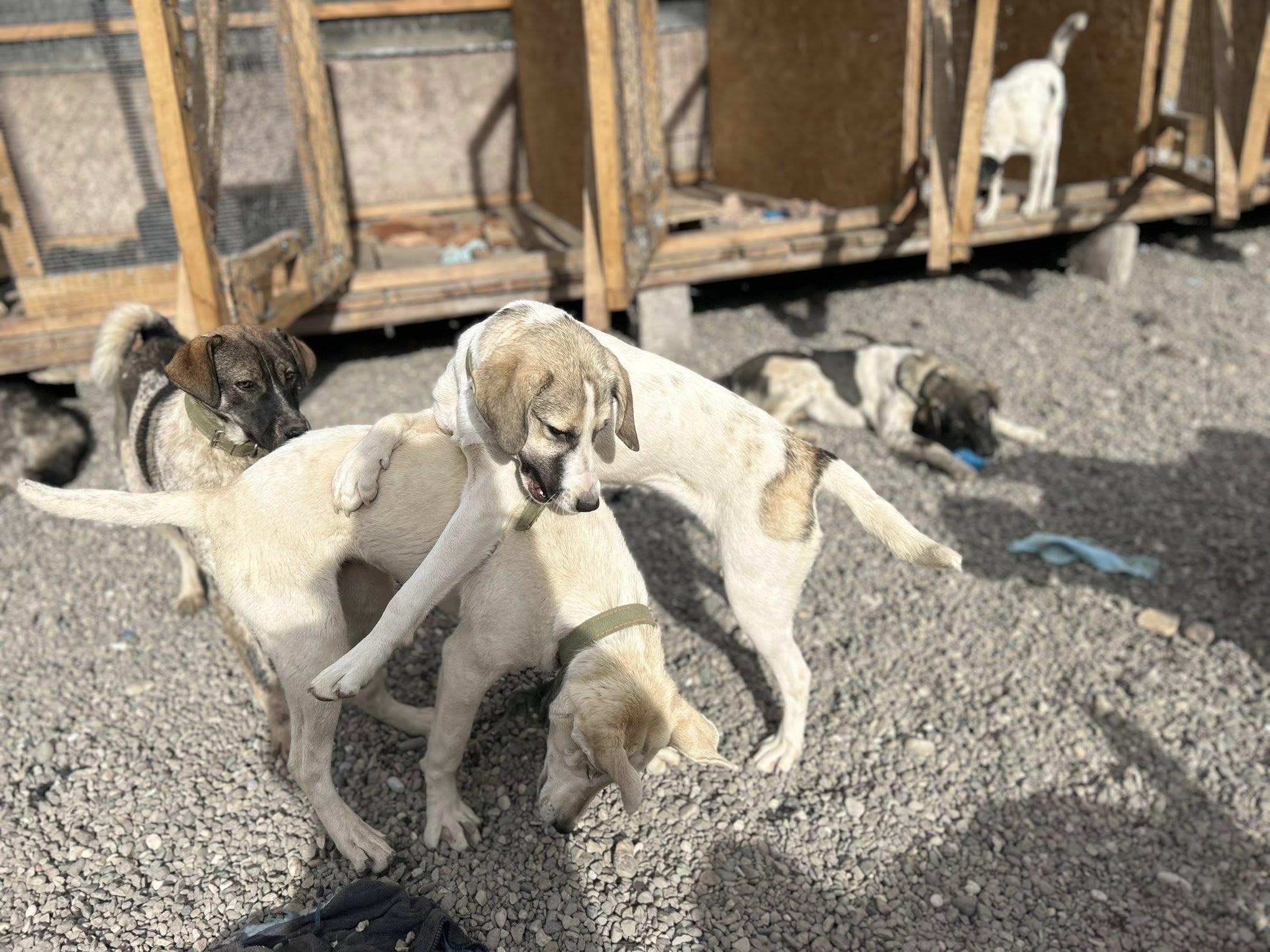 Собакам Нужен Корм